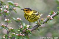 Cape May Warbler