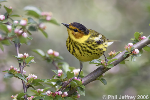 Cape May Warbler