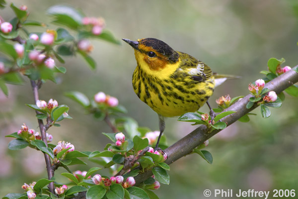 Cape May Warbler