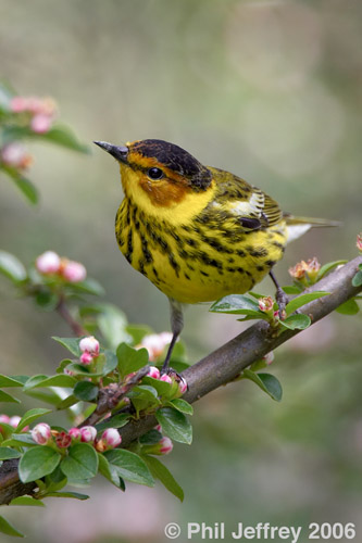 Cape May Warbler