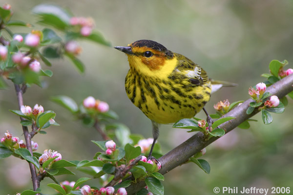 Cape May Warbler