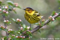 Cape May Warbler