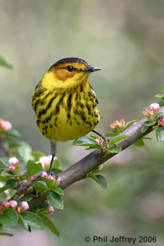Cape May Warbler
