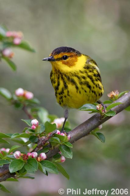 Cape May Warbler