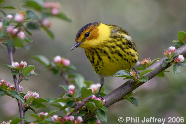 Cape May Warbler