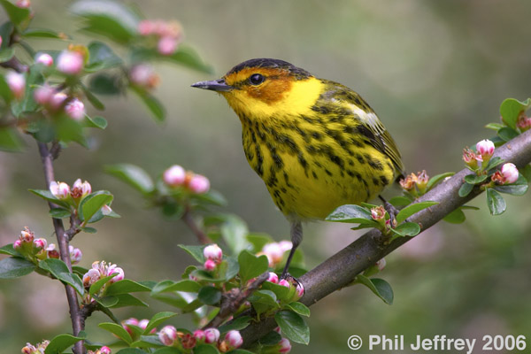 Cape May Warbler