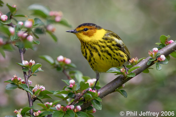 Cape May Warbler