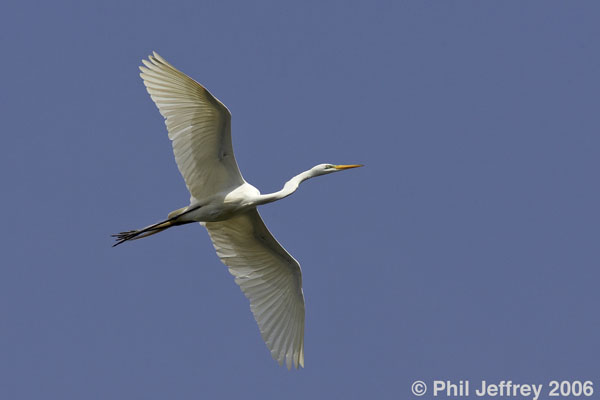 Great Egret