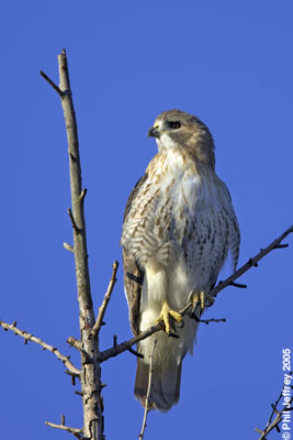 Red-tailed Hawk