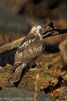 Red-tailed Hawk