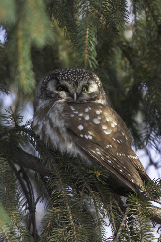 Boreal Owl