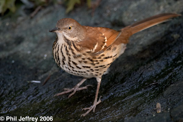 Brown Thrasher