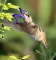 Rufous/Allen's Hummingbird
