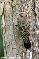 Northern Flicker