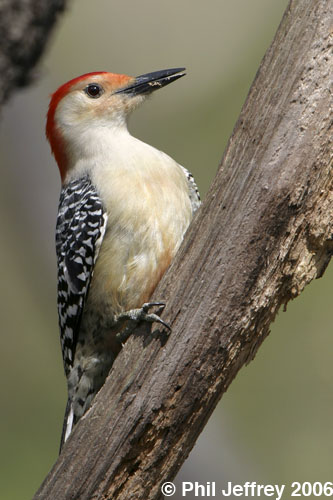 Red-bellied Woodpecker