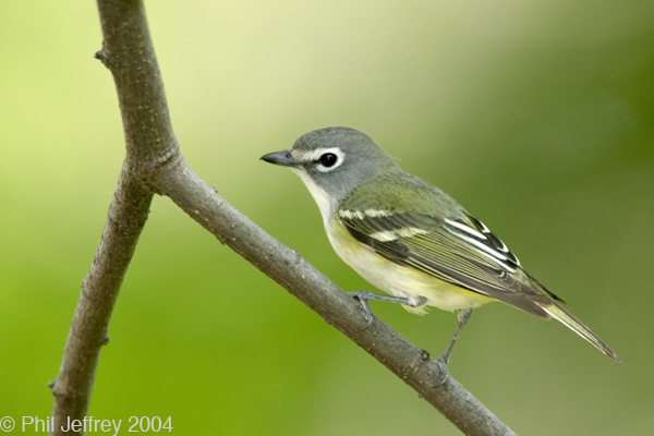 Blue-headed Vireo