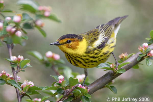 Cape May Warbler