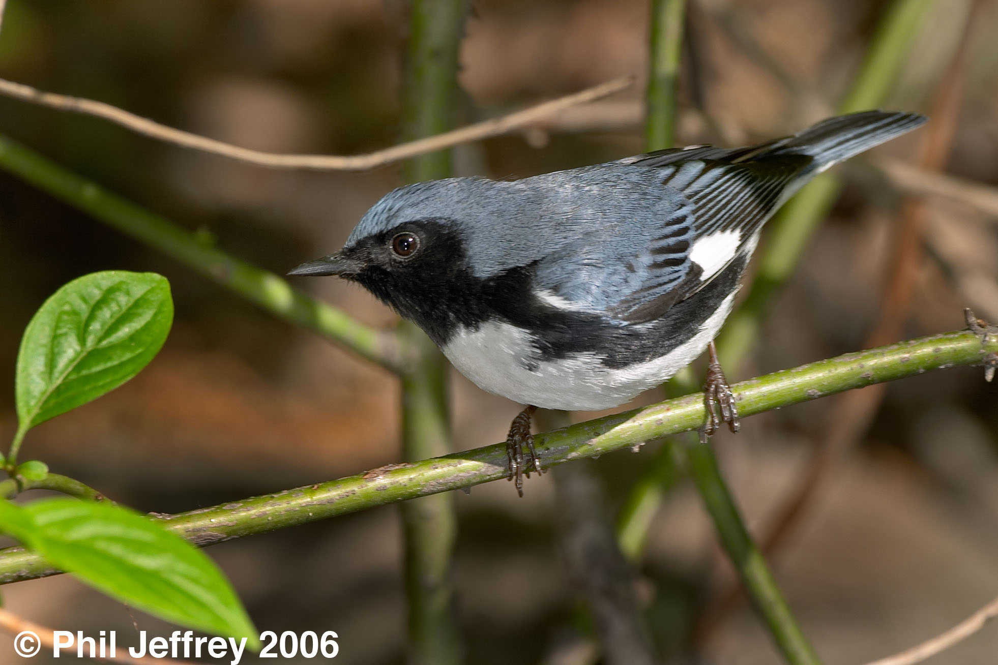 Black-throated Blue Warbler