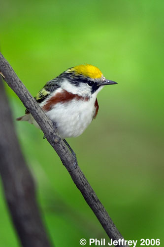 Chestnut-sided Warbler