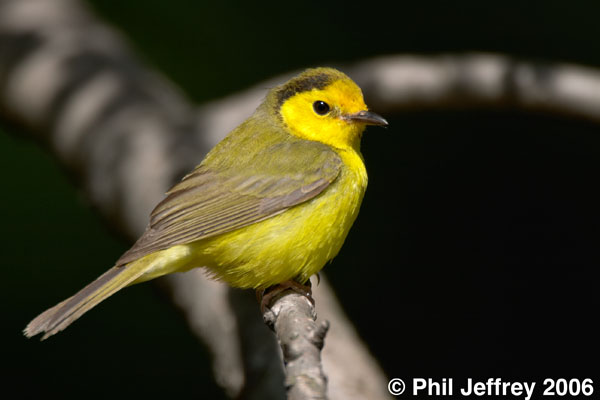 Hooded Warbler