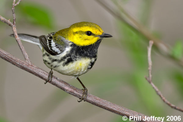 Black-throated Green Warbler