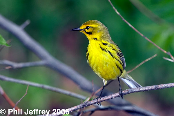 Prairie Warbler