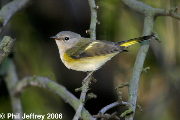American Redstart