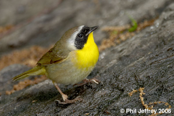 Common Yellowthroat