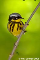 Magnolia Warbler