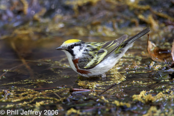 Chestnut-sided Warbler