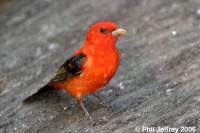 Scarlet Tanager