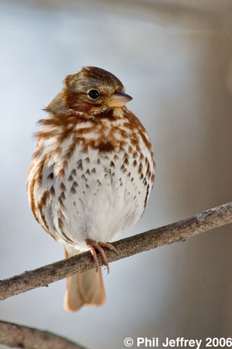 Fox Sparrow