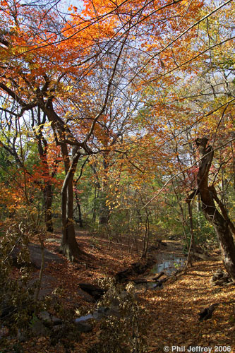 The Gill (Ramble) in Fall