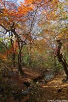 The Gill (Ramble) in Fall