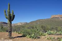 Inevitable Saguaro shot