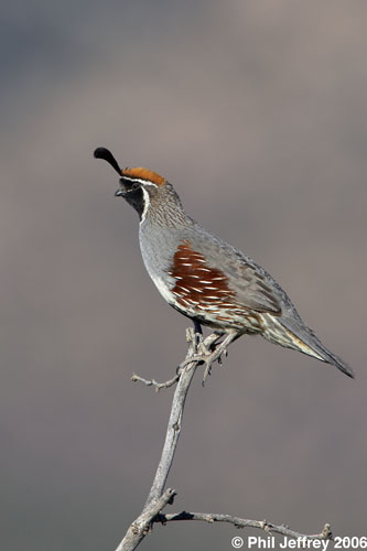 Gambel's Quail