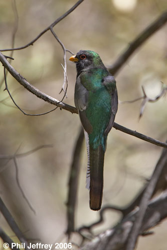 Elegant Trogon