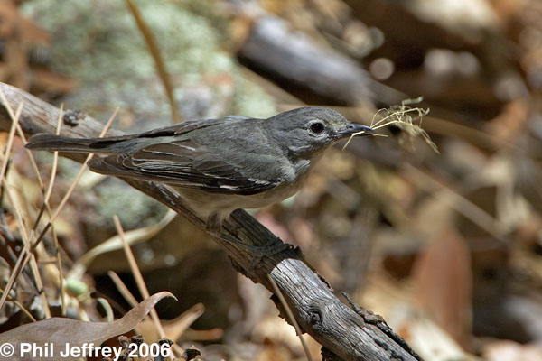 Plumbeous Vireo