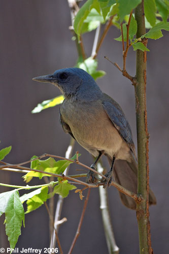 Mexican Jay