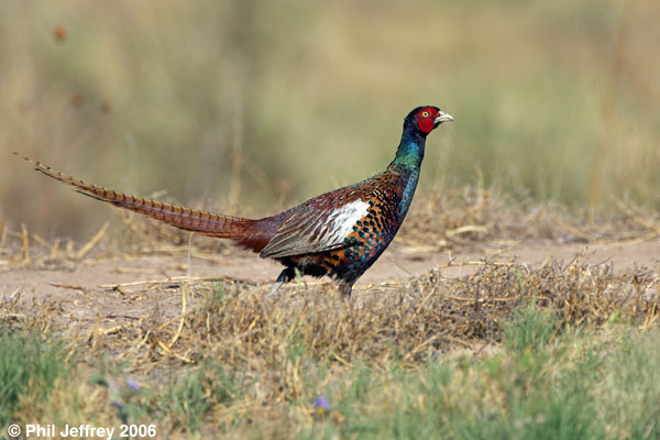 Ring-necked Pheasant