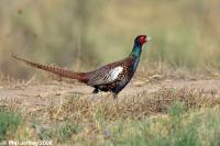 Ring-necked Pheasant