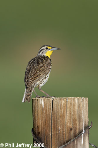 Western Meadowlark