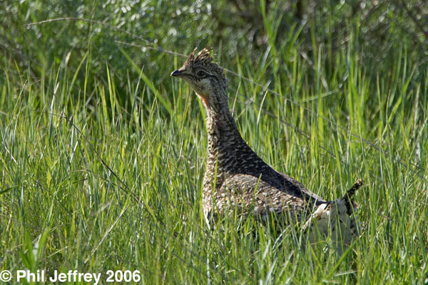 Sharp-tailed Grouse