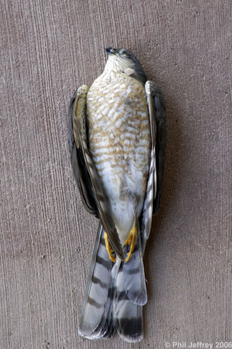 Sharp-shinned Hawk