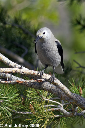 Clark's Nutcracker