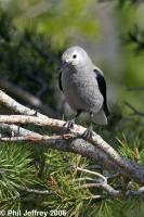 Clark's Nutcracker