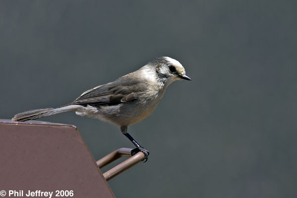 Gray Jay