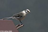 Gray Jay