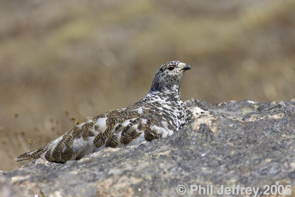 White-tailed Ptarmigan