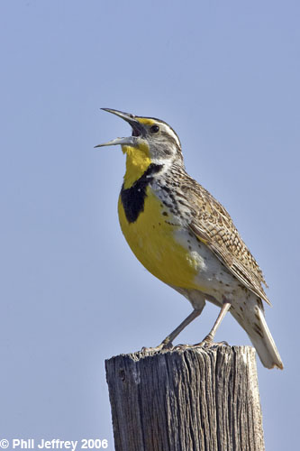 Western Meadowlark